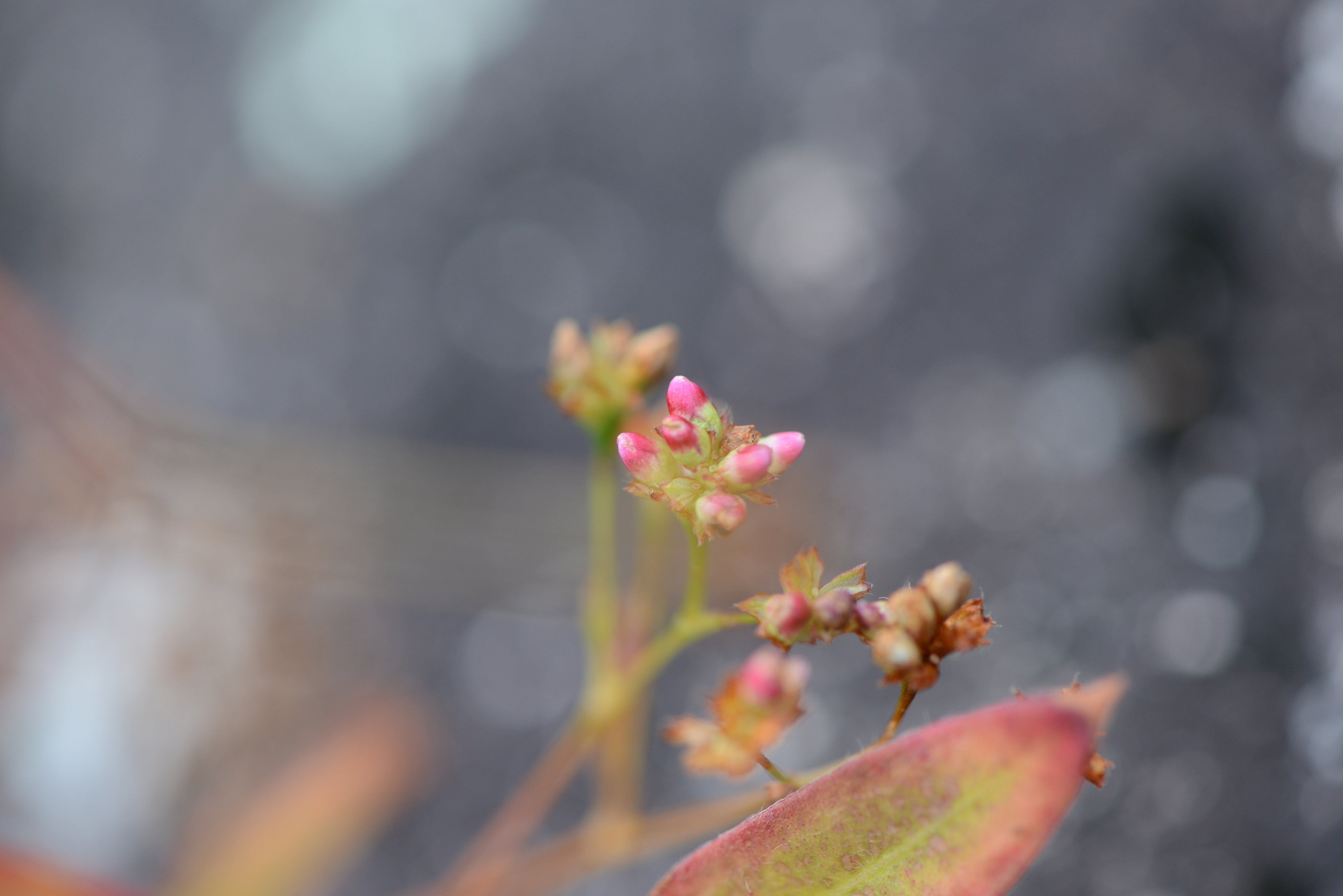 DSC_8480.JPG
