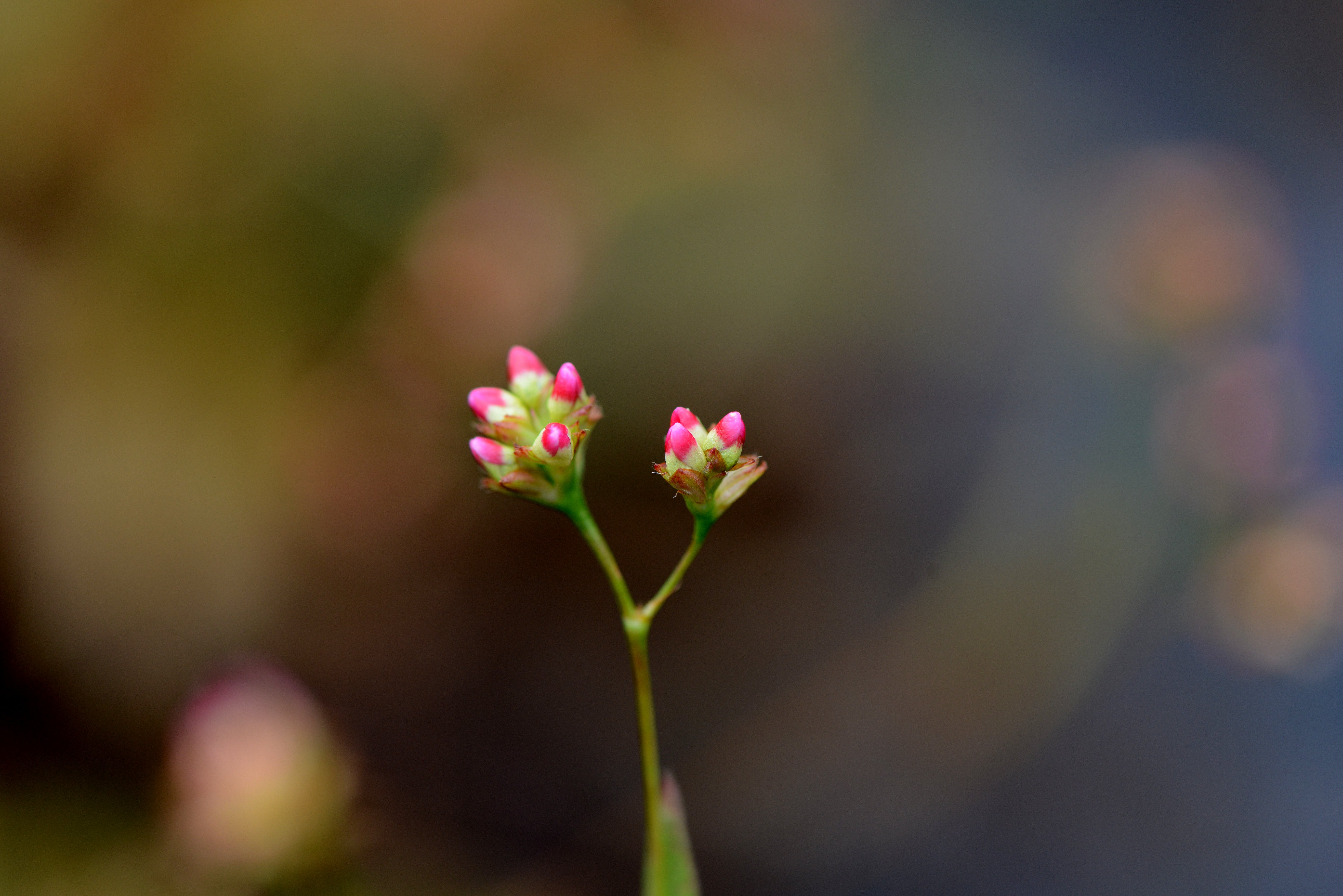 DSC_8487.JPG