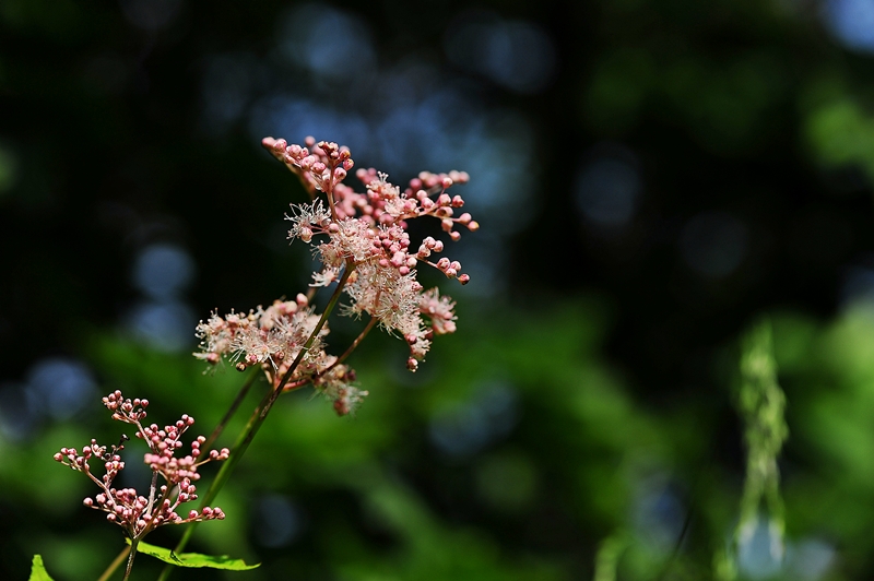 DSC_2113.JPG