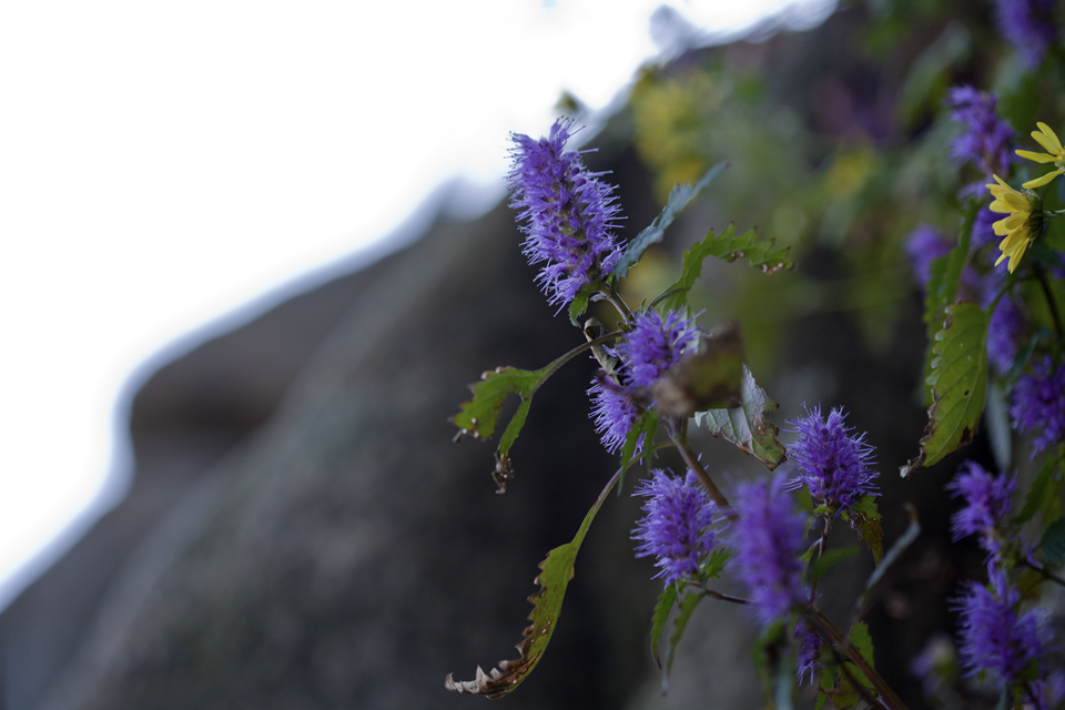 ZZ0M6441-111013x.jpg