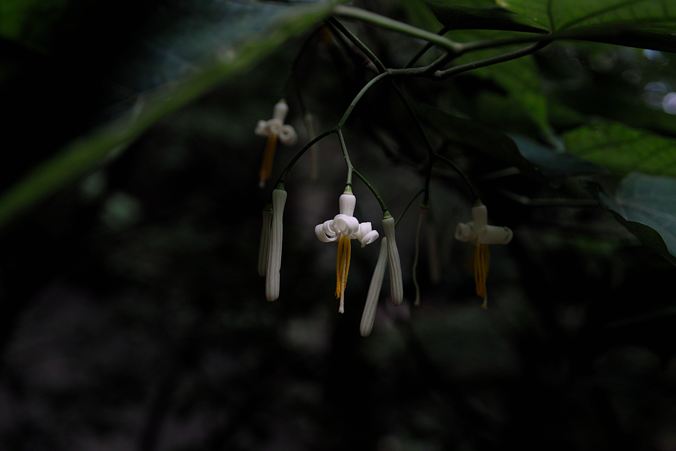 SDIM8266.jpg