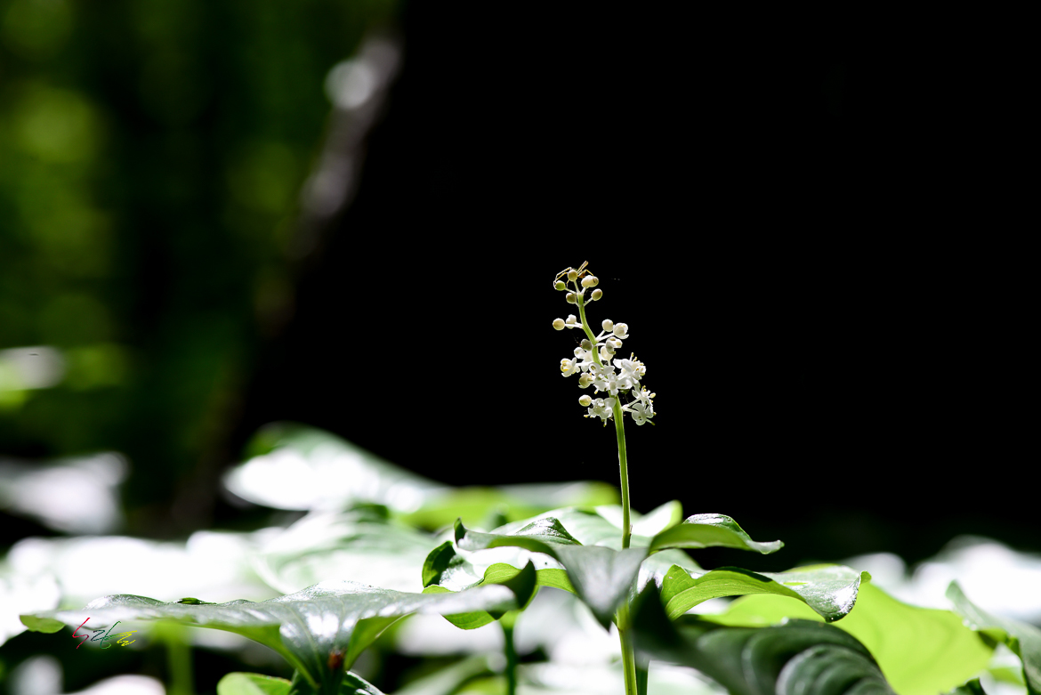 reDSC_0657.jpg