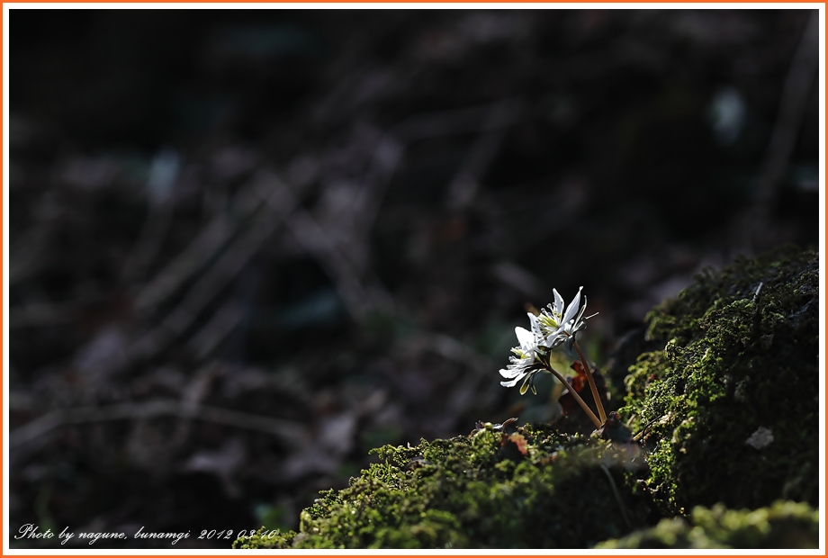 변산바람꽃 (50).JPG