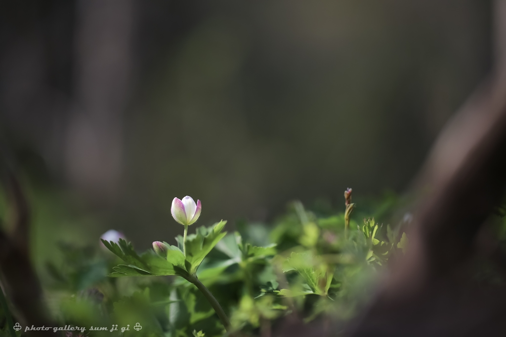 남방바람꽃-1483.jpg
