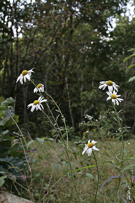 산구절초9521.jpg