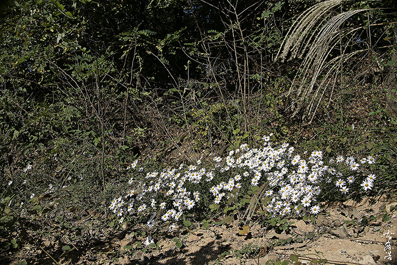 산구절초9653.jpg