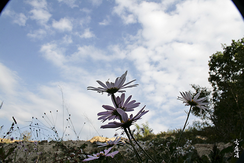 산구절초9531.jpg