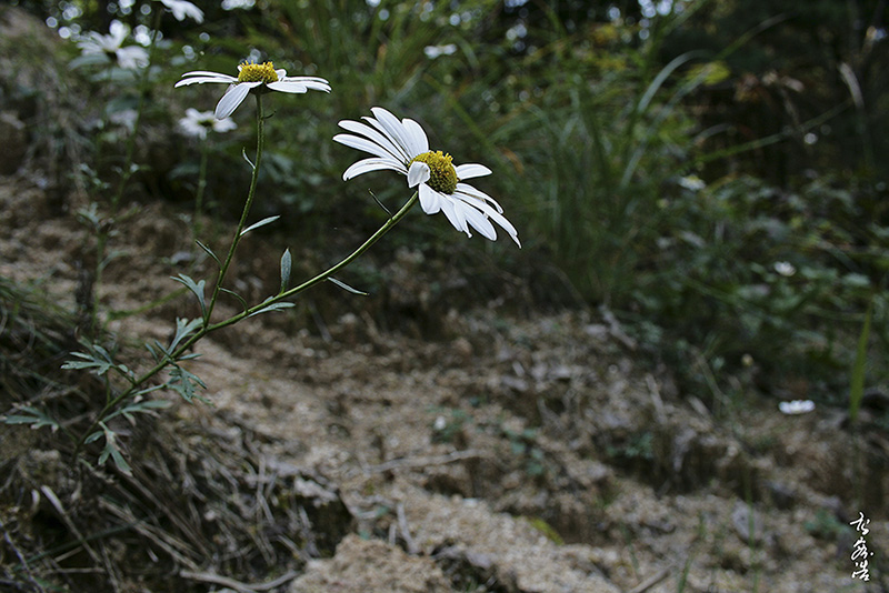 산구절초9525.jpg