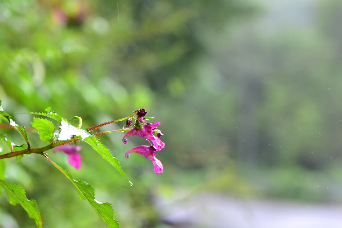 DSC_6439.JPG