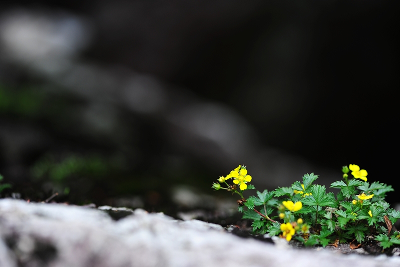 DSC_6511.JPG