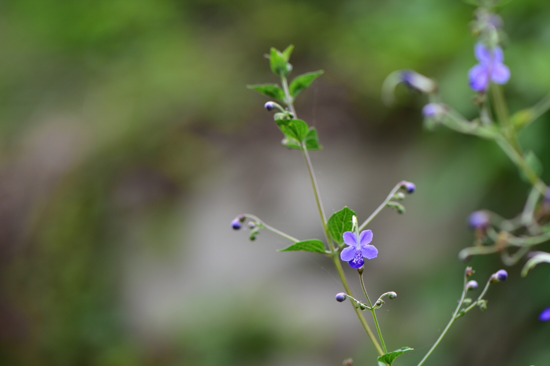 DSC_2713.JPG