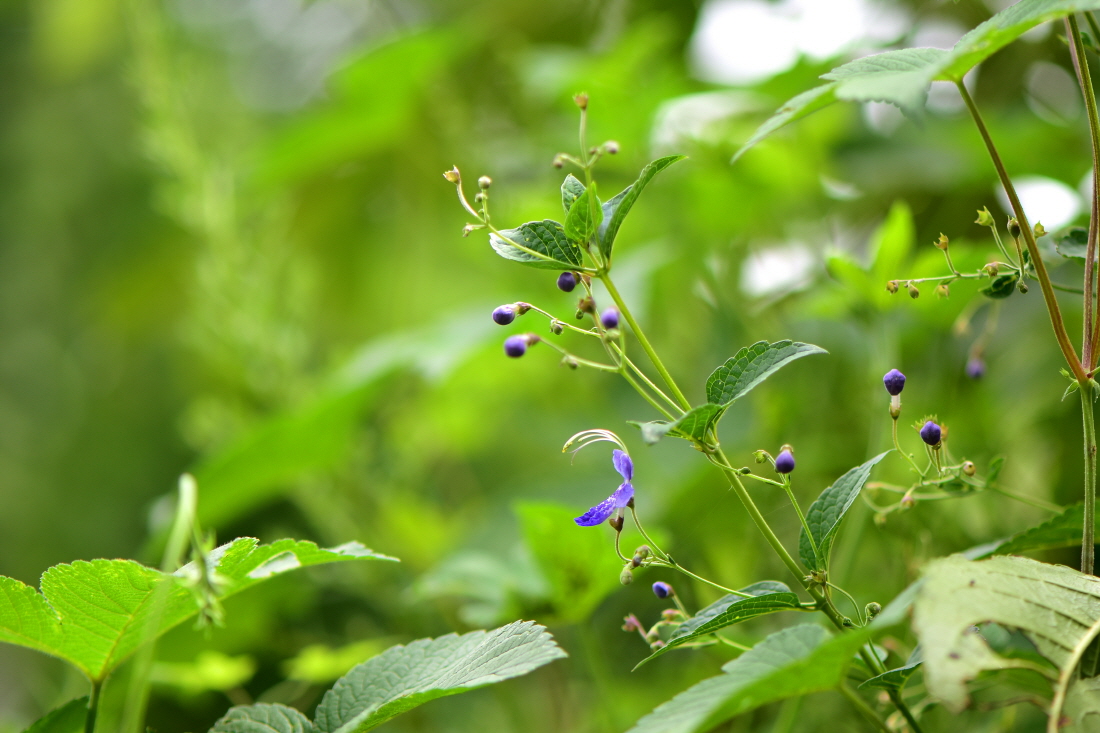 DSC_2742.JPG