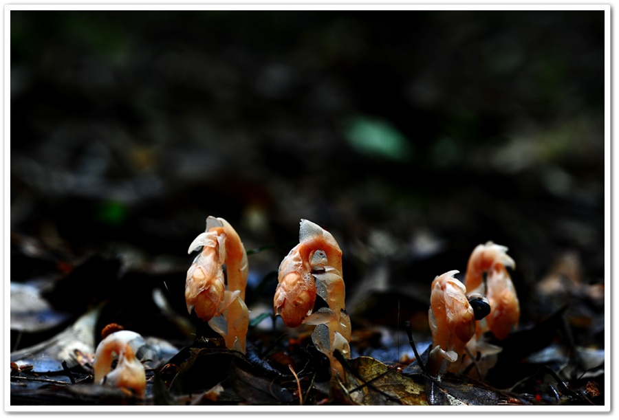 DSC_2957-1.jpg
