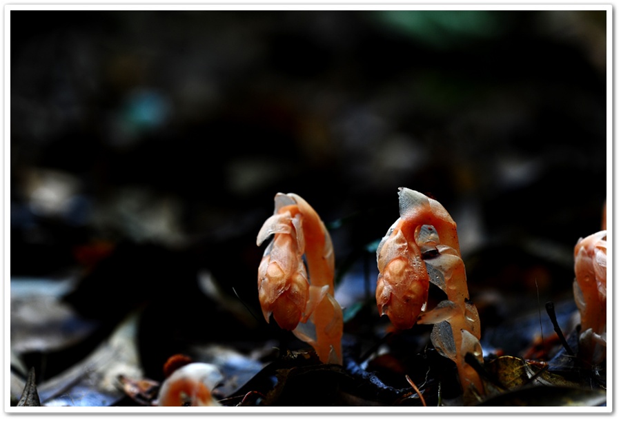 DSC_2931-1.jpg