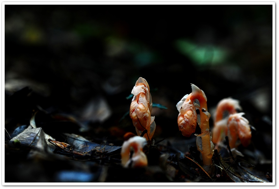DSC_2953-1.jpg