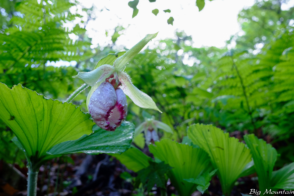 DSCF2957.jpg