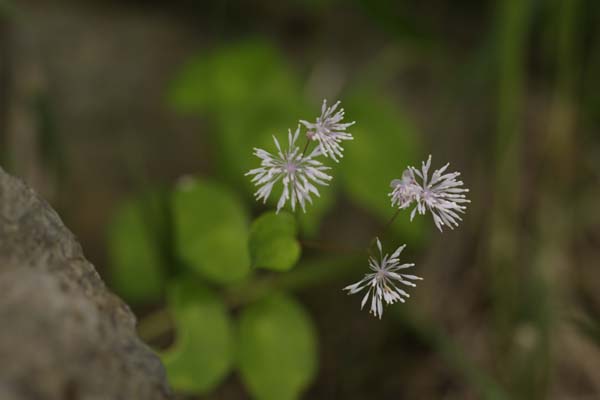 IMG_0908-1.jpg