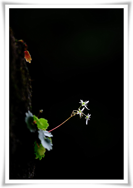 DSC_4258-1.jpg