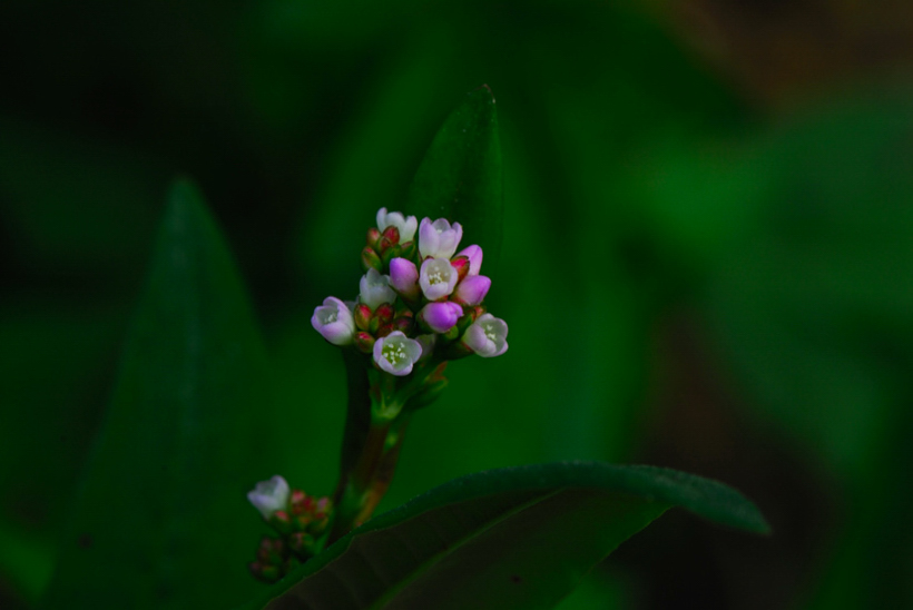 DSC_1326-1.jpg