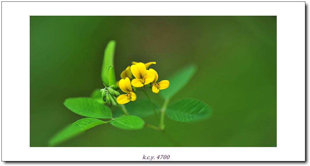 KCY_3852.jpg
