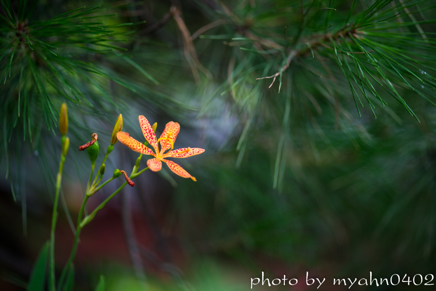 DSC_1595.jpg