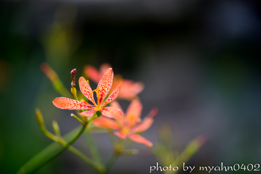 DSC_1567.jpg
