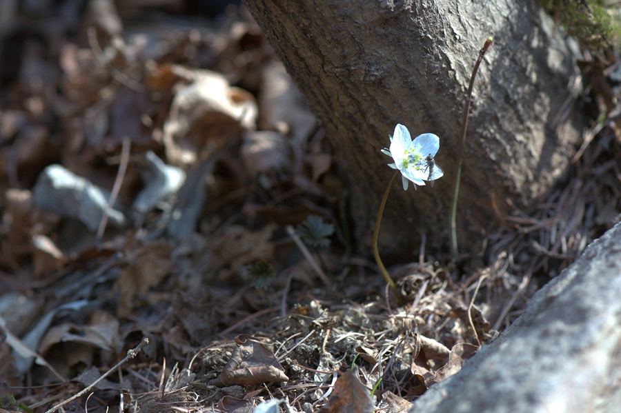 변산바람꽃 (23).jpg