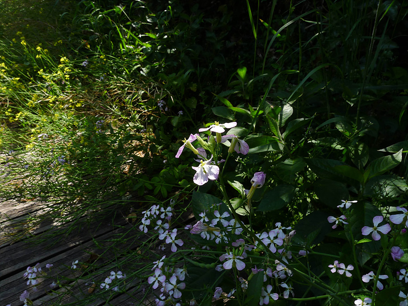20130513-L1060792.jpg