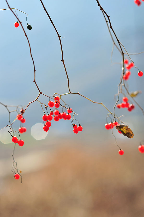 20111127_0291-1.jpg