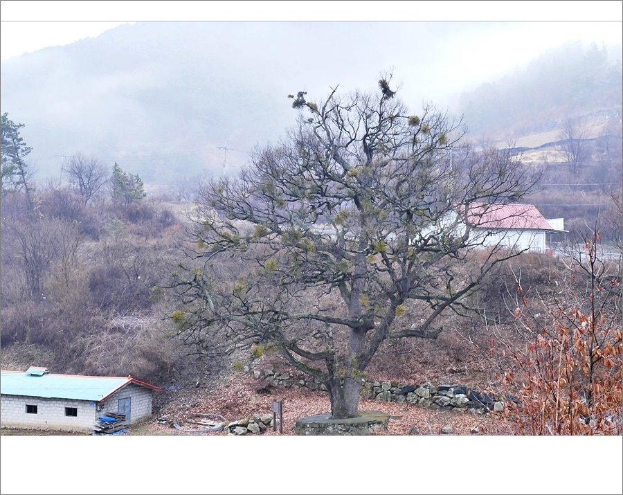 겨우살이2.JPG
