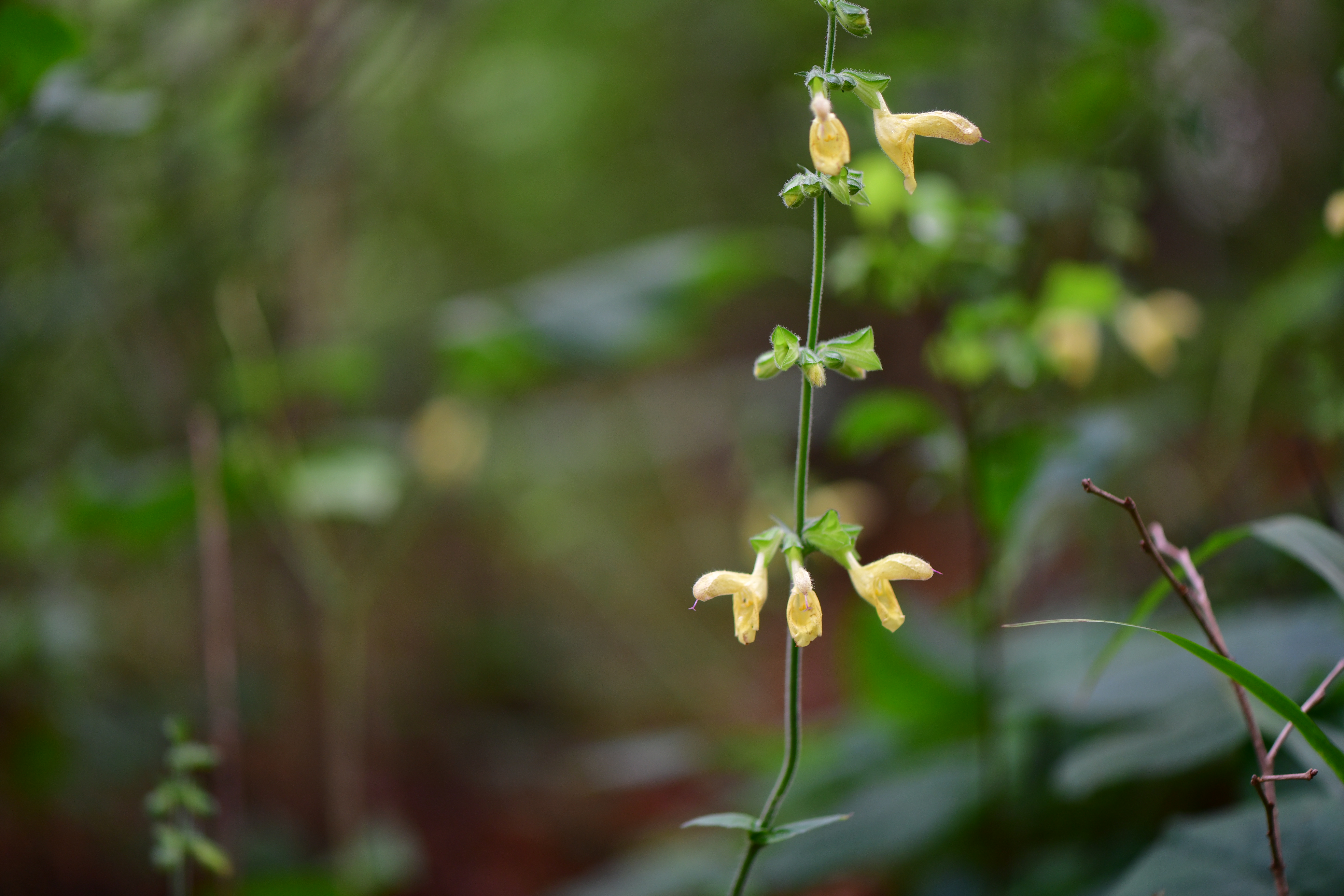 DSC_1974.JPG