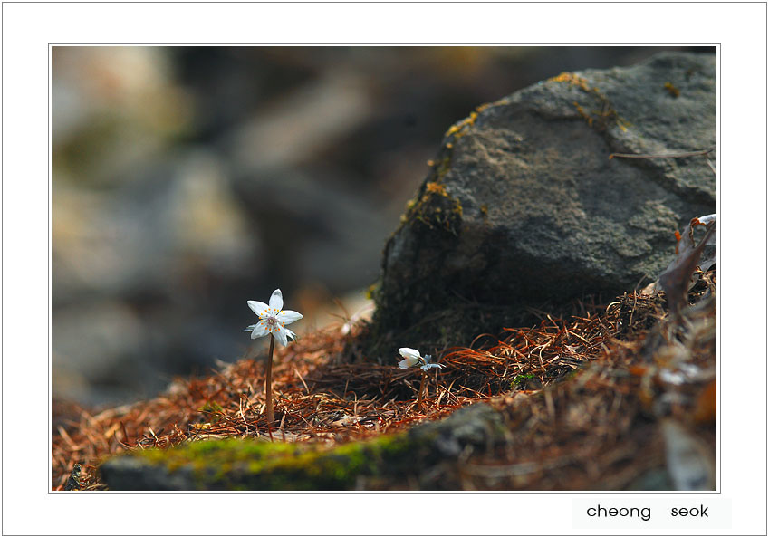 2012산 너도바람.jpg