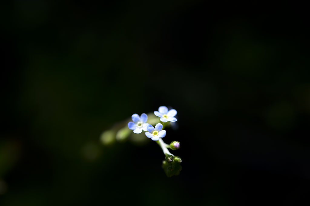 꽃마리-1.jpg
