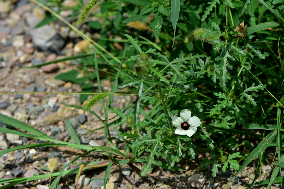 DSC_2678.JPG