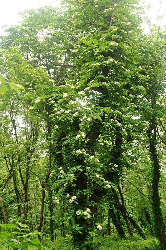 DSC_9496.JPG