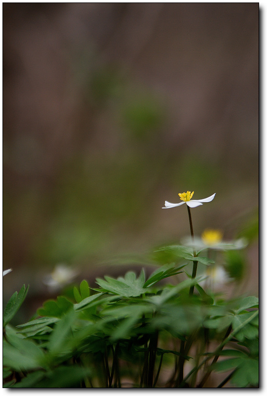 C_홀아비바람꽃5332.jpg