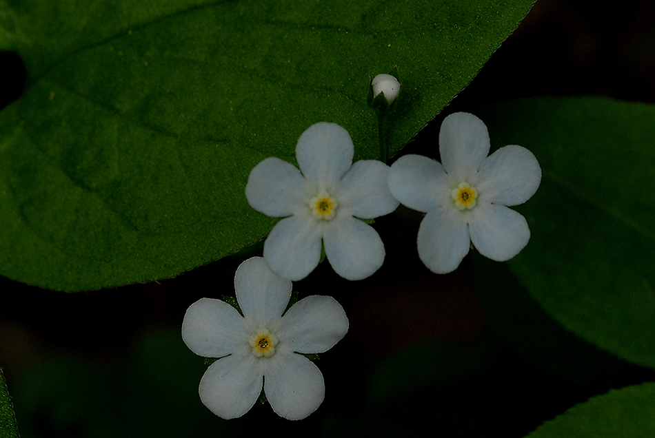 참꽃마리10.5.9 (2).jpg