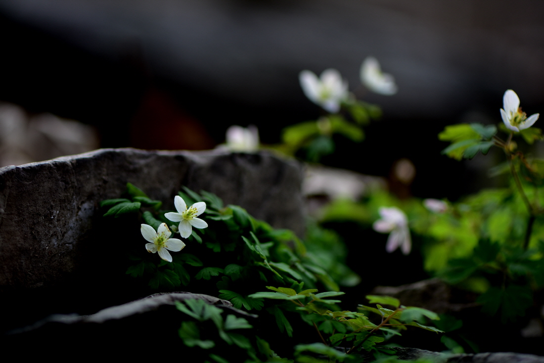 DSC_7612.JPG