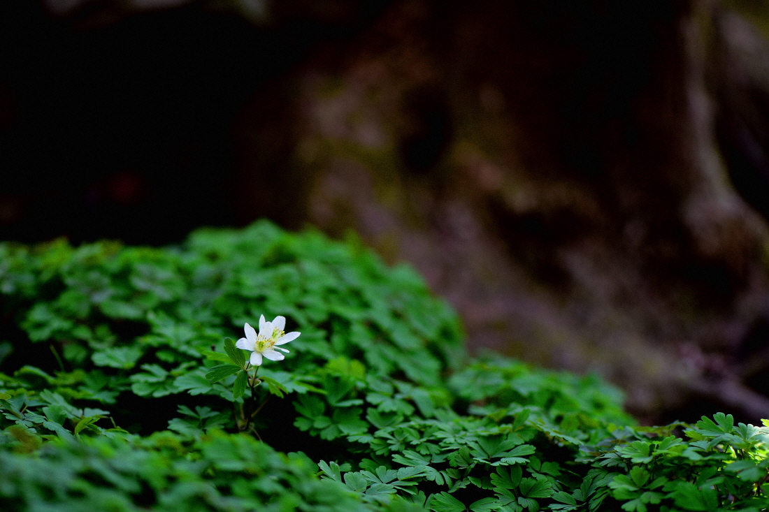 DSC_7469.JPG