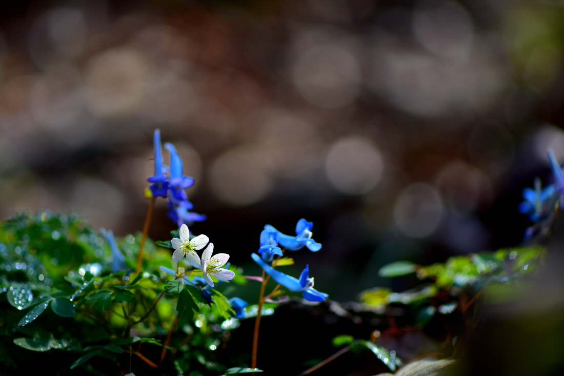 DSC_7378.JPG