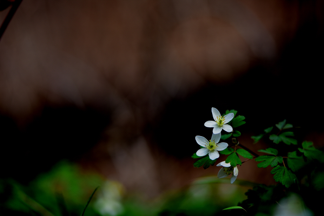 DSC_7564.JPG