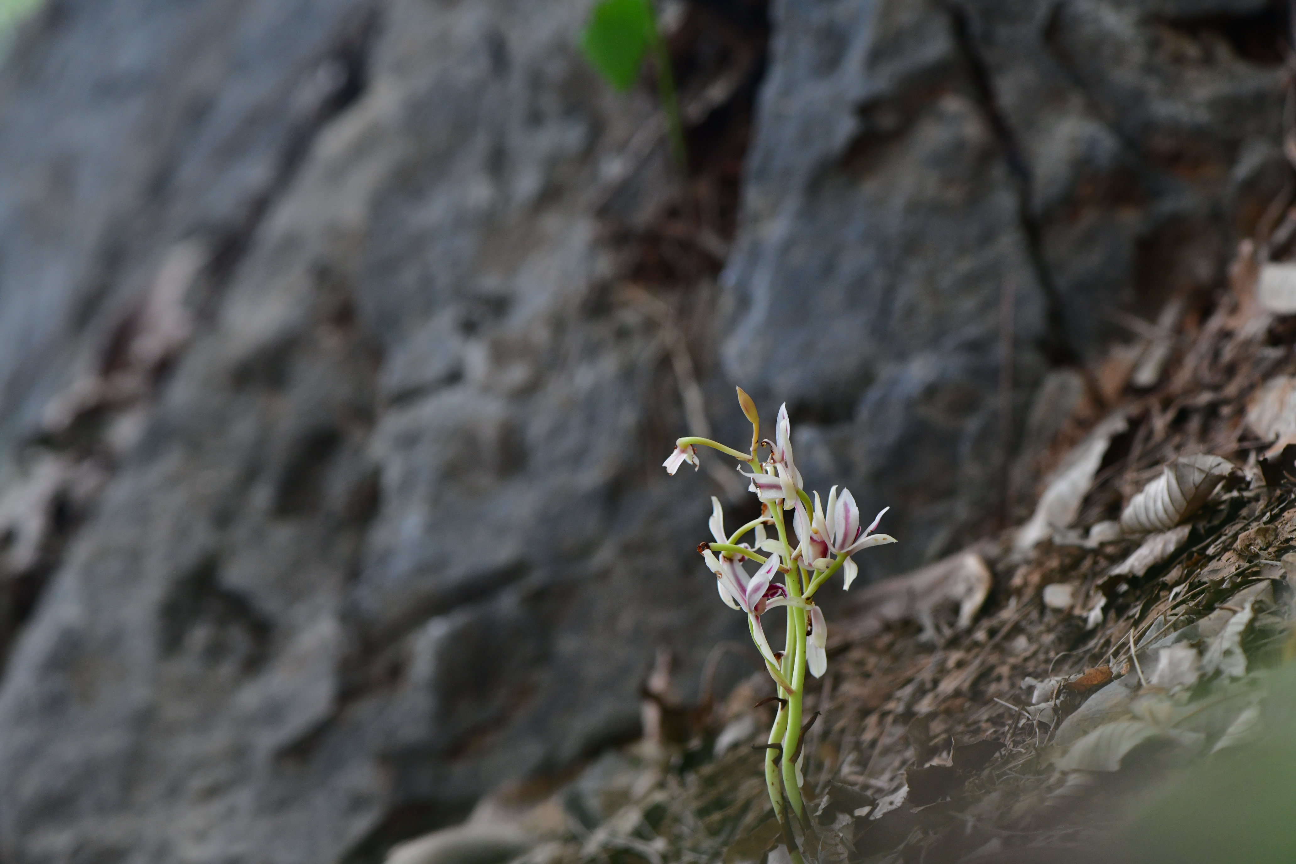 DSC_2365.JPG