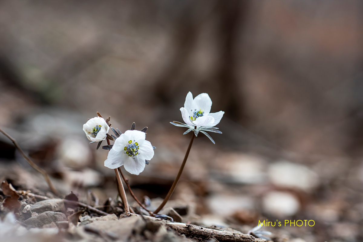pscc-DSC_6195 복사.jpg