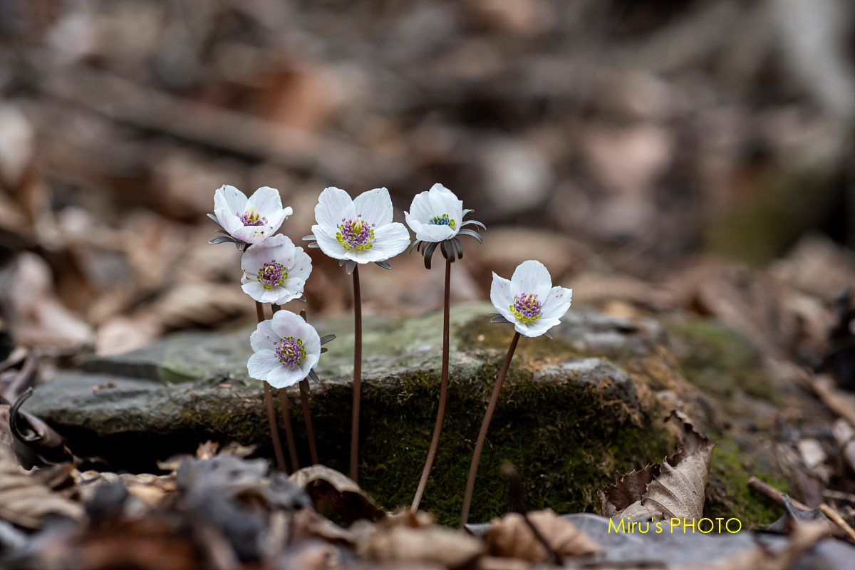 pscc-DSC_6090 복사.jpg