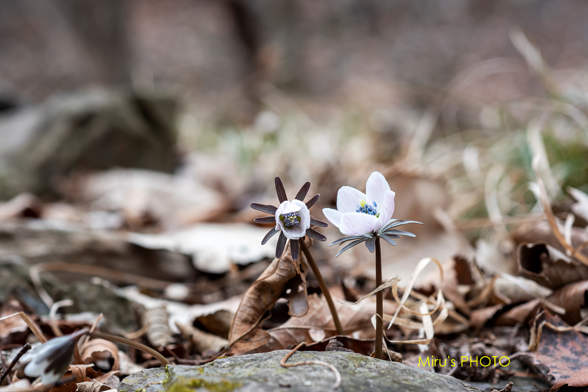 pscc-DSC_6247 복사.jpg