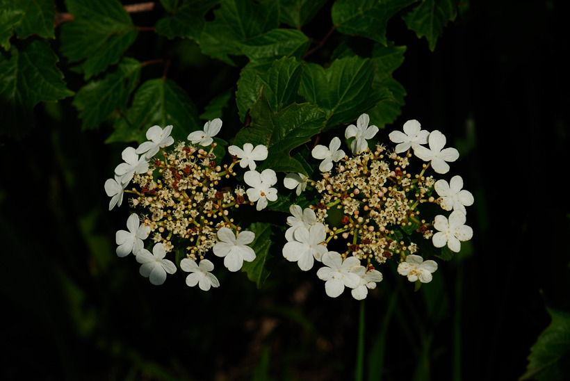 DSC_8966-1.jpg