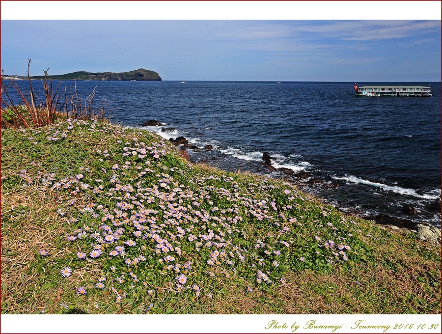 갯쑥부쟁이성산일출봉_1029.jpg