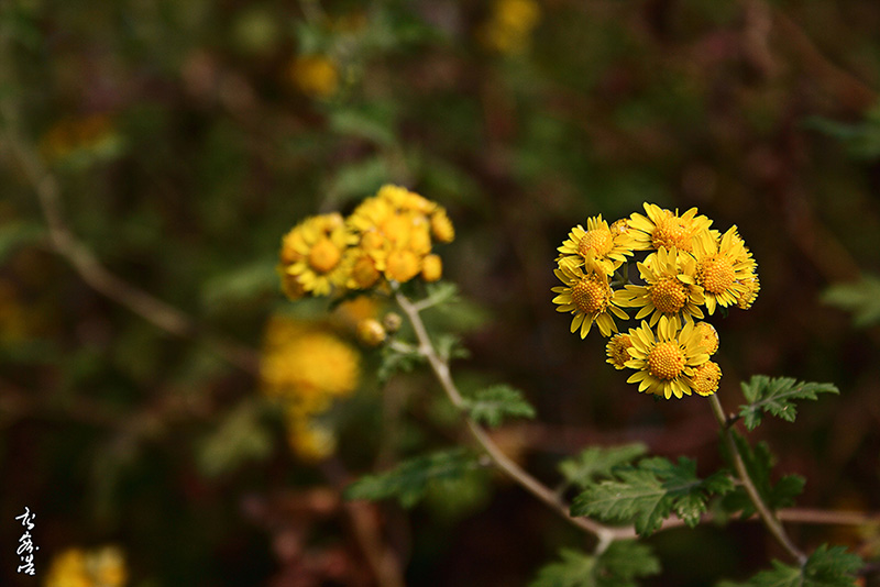 산국272.jpg