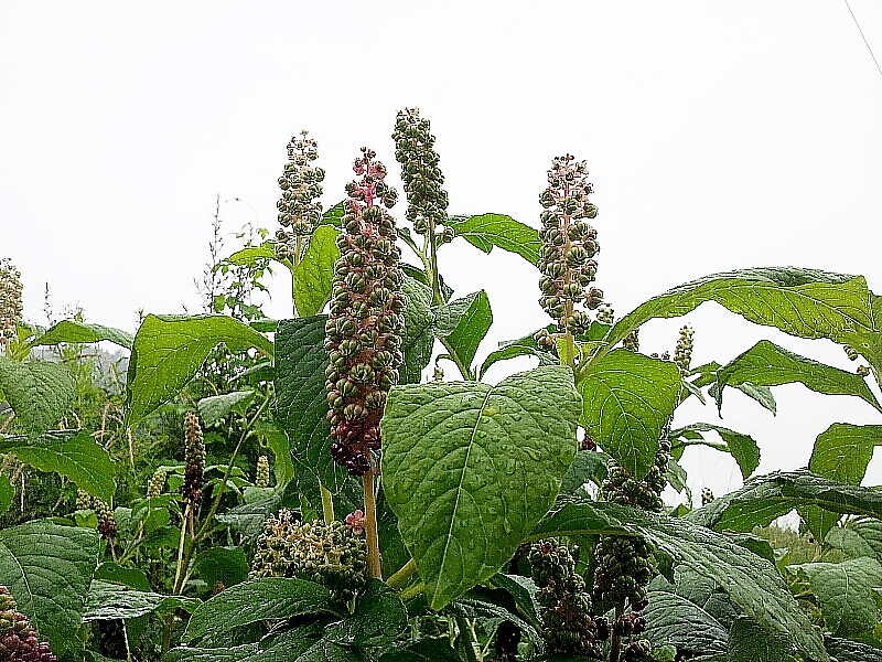 2012-07-14 15.49.30.jpg
