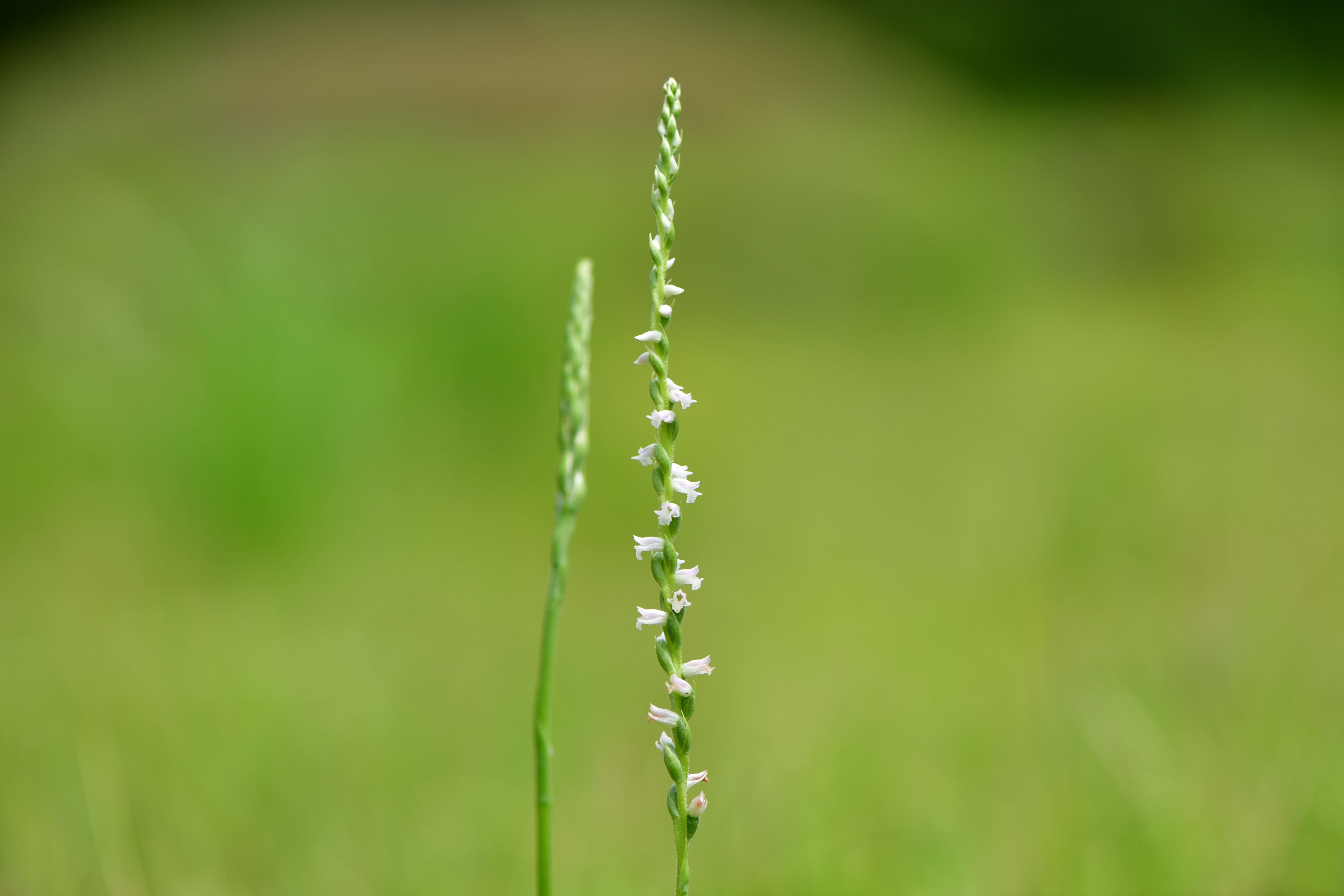 DSC_0301.JPG